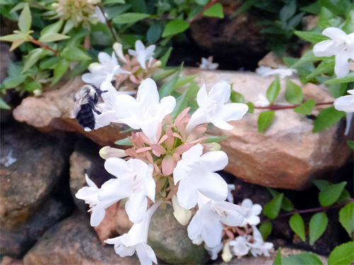 Bumblebee and flowers 07-31-2016.jpg