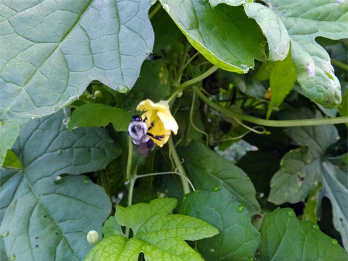 A bumblebee on the bitter gourd flower 08-04-2016.jpg