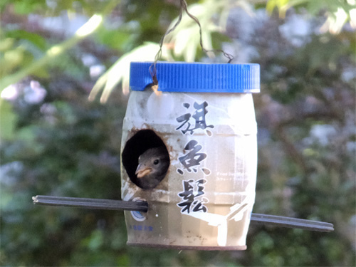 A sparrow in a feeder 08-04-2016.jpg