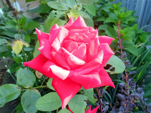 Red rose 08-25-2016.jpg