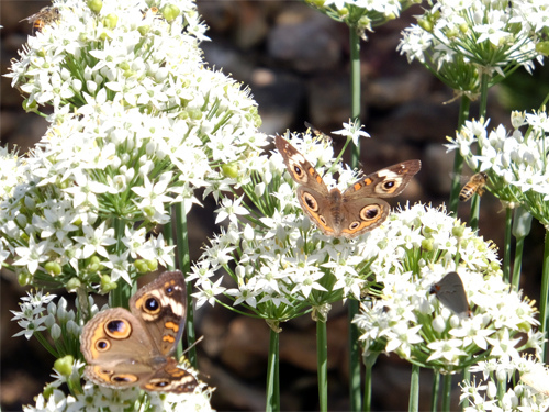 2 buckeye butterflies %26; 2 bees on the chive flowers 09-02-2016.jpg