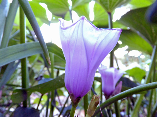 Sweet potato flowers 09-10-2016.jpg