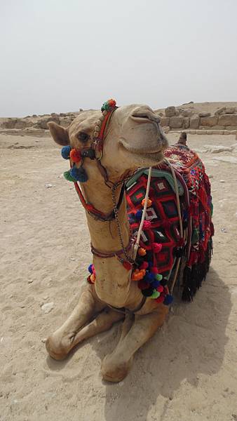 SAM_0808.JPG SAM_0808.JPG