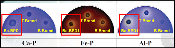 活力磷寶-溶磷效果
