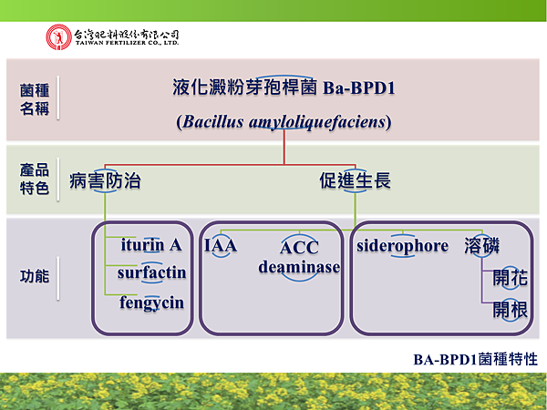 液化澱粉芽孢桿菌