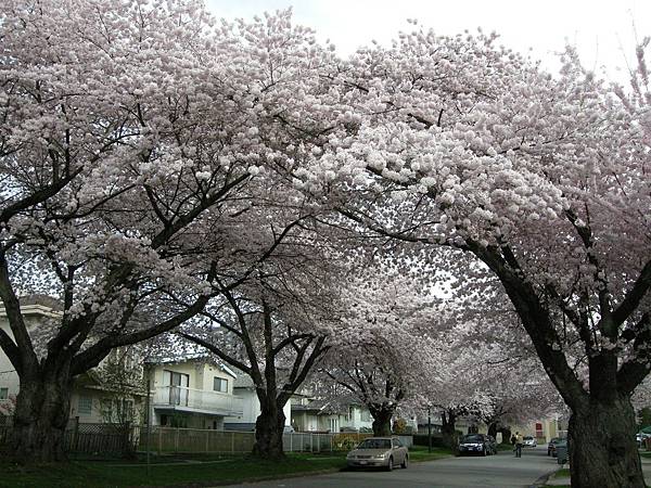 美麗的櫻花隧道.JPG