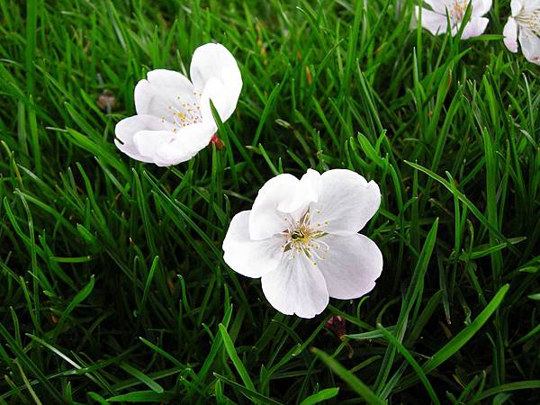 飄落在草地上的櫻花.JPG
