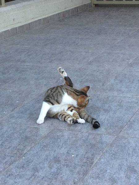 雅典地鐵站練瑜珈的貓.JPG