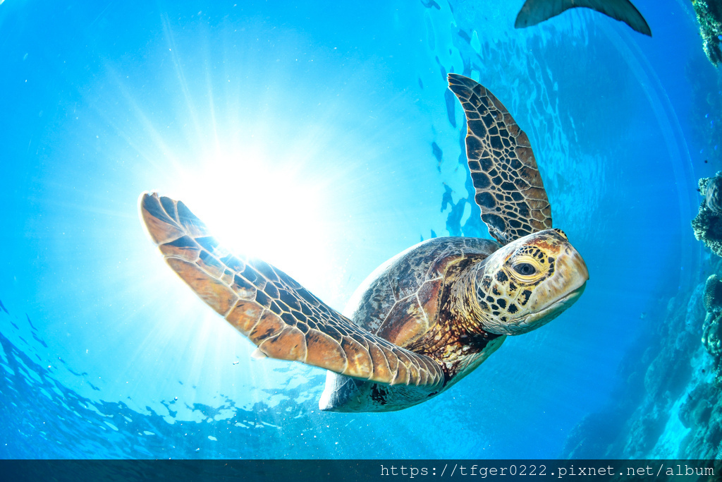 2024東澳洲行Day6(下)：圓夢大堡礁！珍惜我們的夢幻海