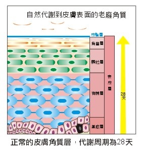 28天代謝.jpg