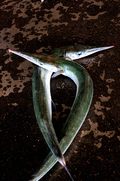DSC_7849.jpg