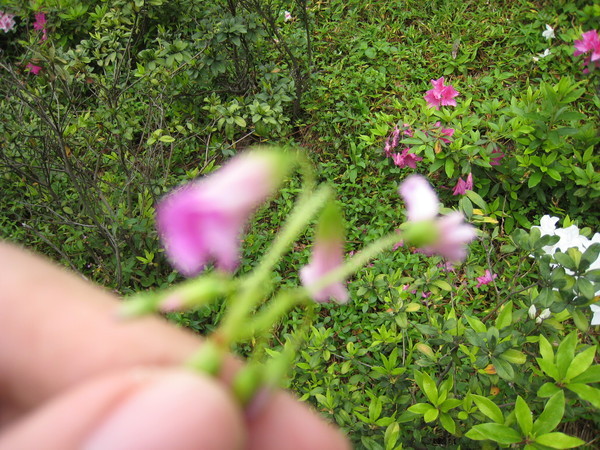 紫背草的花