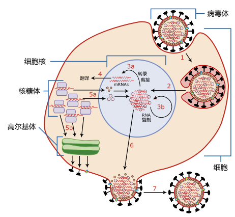 462px-Virus_Replication_zh.svg.png