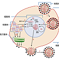 462px-Virus_Replication_zh.svg.png