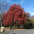 中央公園 唷呼 一顆大紅樹!!
