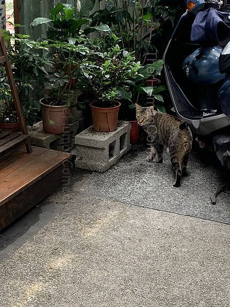 [ 山城風華 ] 基隆｜巷弄日式簡餐：隱家茶寮-雨都篇