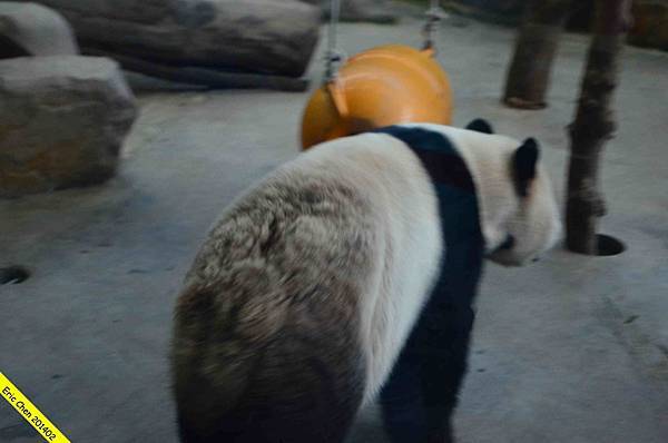 台北動物園_40_wm.jpeg