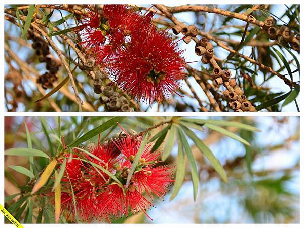 台南走春之巴克禮公園_35_Fotor_Collage_wm.jpeg