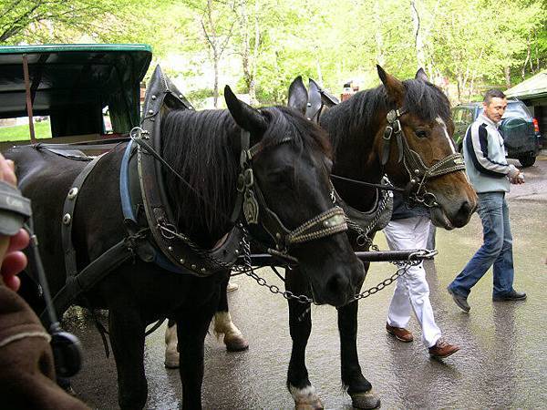 下山坐的馬車