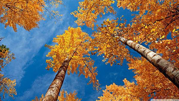 autumn-harvest-fall-trees-hd-widescreen-high-definition-725121.jpg