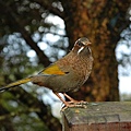 鳥類特寫