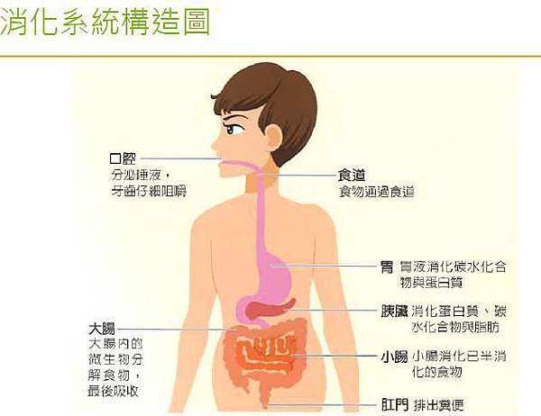 消化道系統結構圖