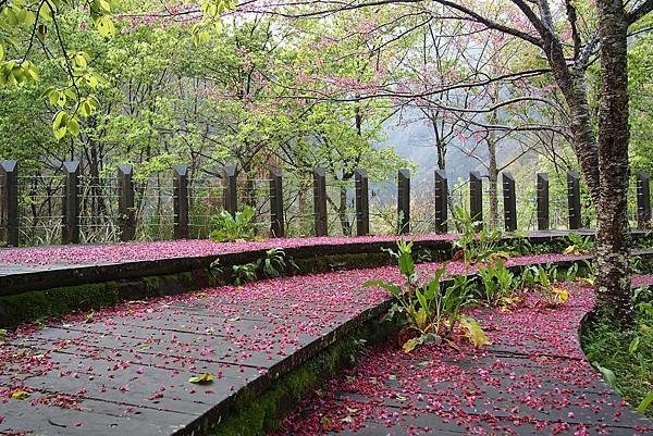 20160313-南庄小旅行-賽夏族