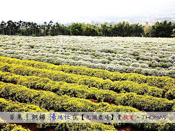 苗栗_銅鑼_杭菊_九湖休閒農場