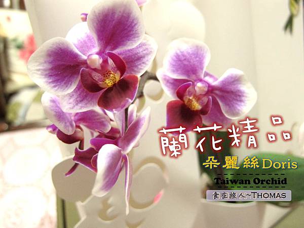 台灣蘭花,蘭花伴手禮,台南蘭花,朵麗絲DORIS_01 台灣蘭花,蘭花伴手禮,台南蘭花,朵麗絲DORIS_01