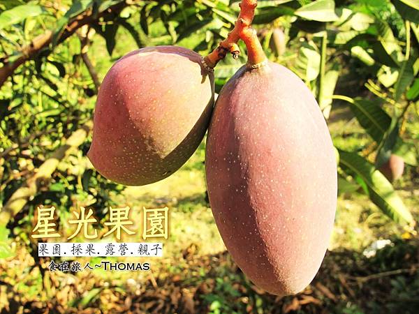 台南小旅行景點,星光果園,玉井芒果採果,台南採果,台南環境教育_01 台南小旅行景點,星光果園,玉井芒果採果,台南採果,台南環境教育_01