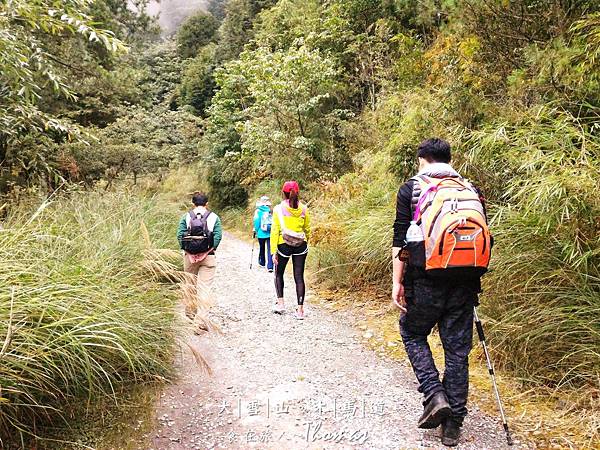 大雪山,台中景點,雪生神木,木馬道,小雪山登山_22