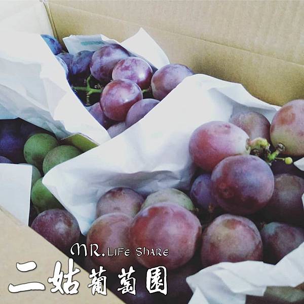 二姑葡萄園,彰化採果,溪湖葡萄,葡萄宅配_2.JPG 二姑葡萄園,彰化採果,溪湖葡萄,葡萄宅配_2.JPG