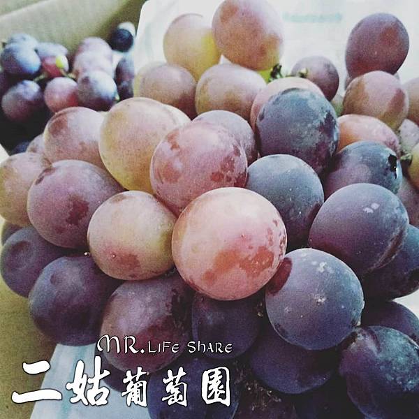 二姑葡萄園,彰化採果,溪湖葡萄,葡萄宅配_6.JPG 二姑葡萄園,彰化採果,溪湖葡萄,葡萄宅配_6.JPG