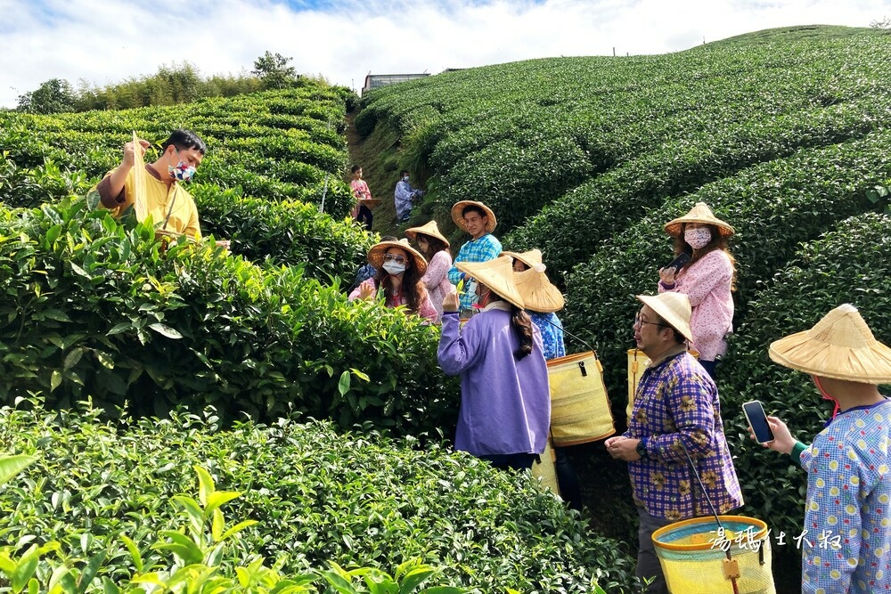 嘉義採茶,阿里山採茶,瑞峰採茶體驗,阿里山茶席,嘉義採茶半日遊_06.jpg