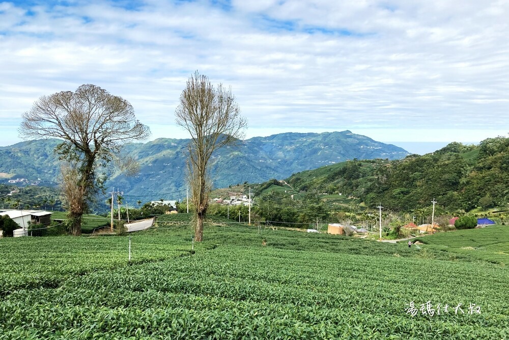 嘉義採茶,阿里山採茶,瑞峰採茶體驗,阿里山茶席,嘉義採茶半日遊_04.jpg