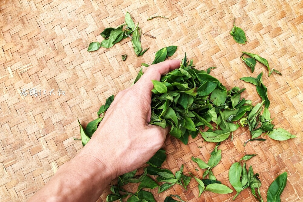 嘉義採茶,阿里山採茶,瑞峰採茶體驗,阿里山茶席,嘉義採茶半日遊_10.jpg