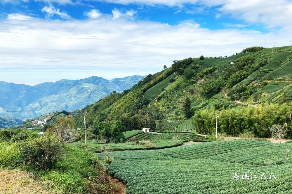 嘉義採茶,阿里山採茶,瑞峰採茶體驗,阿里山茶席,嘉義採茶半日遊_15.jpg