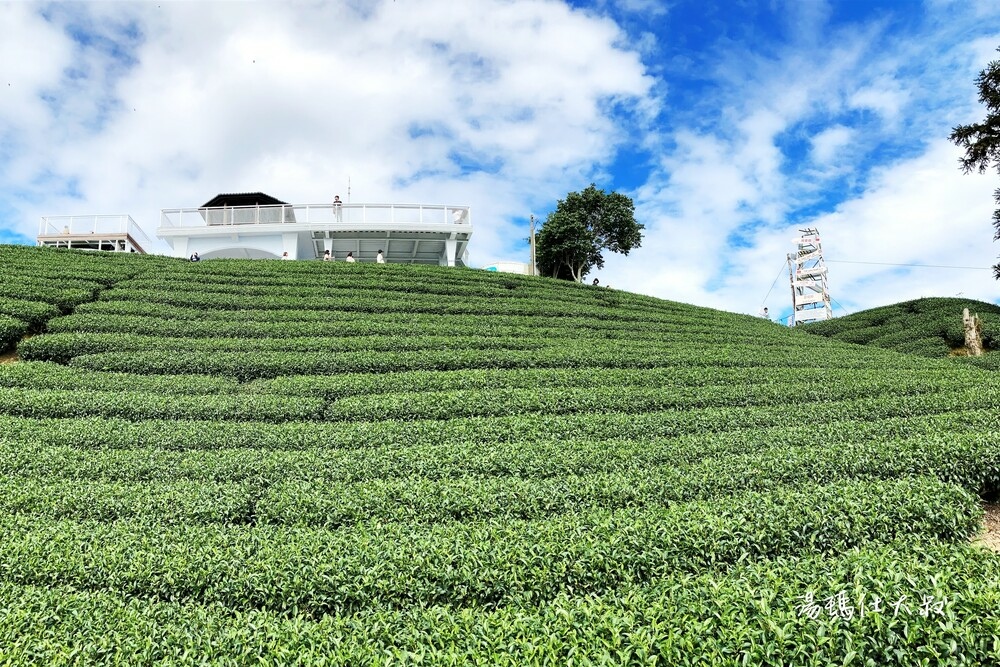 嘉義採茶,阿里山採茶,瑞峰採茶體驗,阿里山茶席,嘉義採茶半日遊_19.jpg