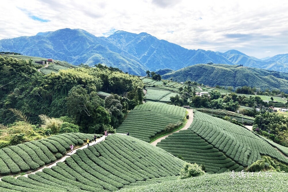 嘉義採茶,阿里山採茶,瑞峰採茶體驗,阿里山茶席,嘉義採茶半日遊_17.jpg