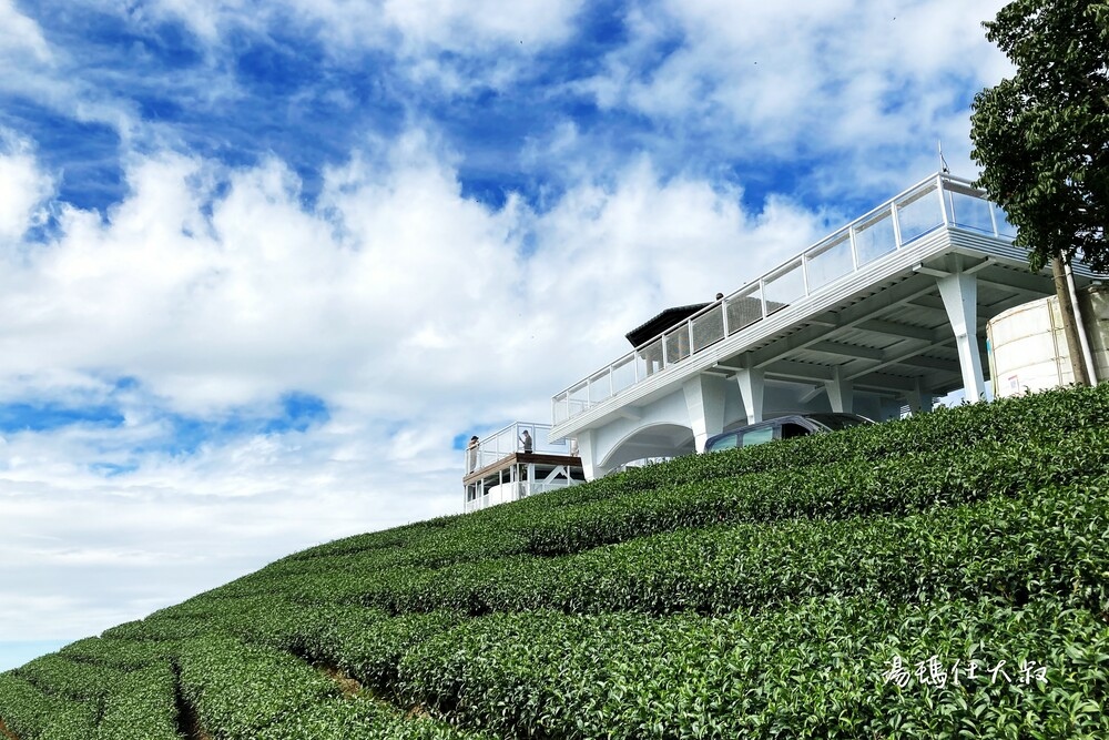 嘉義採茶,阿里山採茶,瑞峰採茶體驗,阿里山茶席,嘉義採茶半日遊_18.jpg