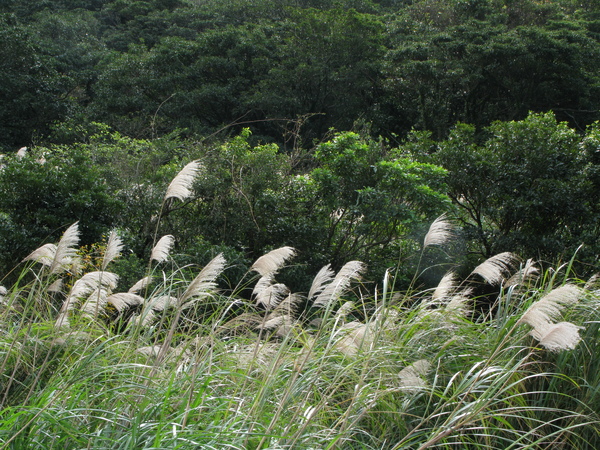 延路可見的芒草