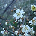梅花from禮賢