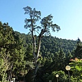 明池山莊神木2.JPG