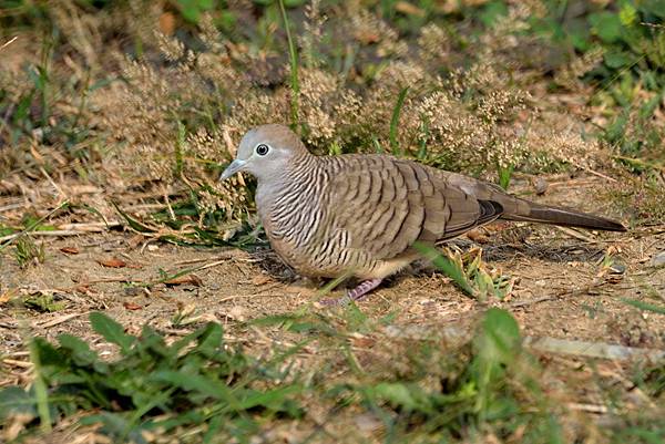 104_0227_斑馬鳩__03.JPG