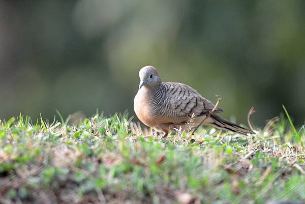 104_0227_斑馬鳩__04.JPG