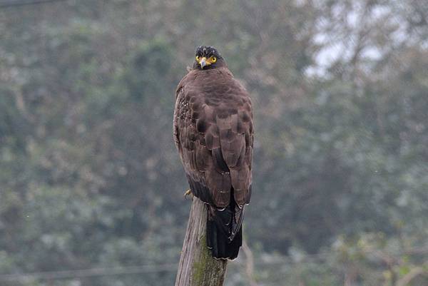 2016_0731_大冠鷲_04.JPG 2016_0731_大冠鷲_04.JPG