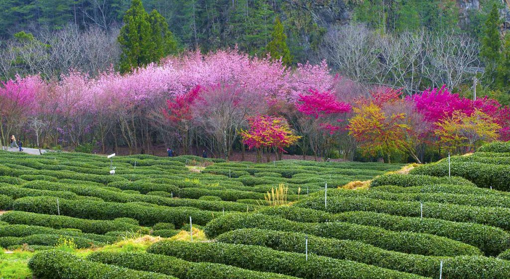 2012-2-18-紀國章武陵農場櫻花(紅粉佳人)-5-1(low檔)