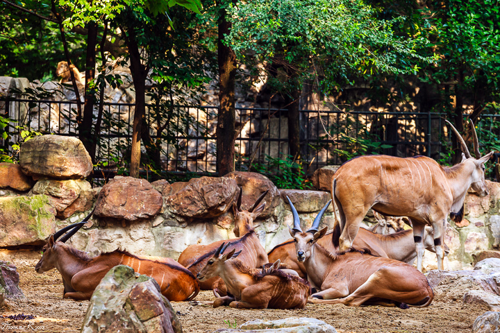 2013-6 上海動物園_001.JPG 2013-6 上海動物園_001.JPG