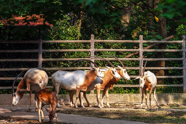 2013-6 上海動物園_004.JPG