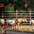 2013-6 上海動物園_004.JPG